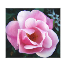 Rosa do rosa impressão de canvas envolvidas