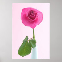 Rosa do rosa posteres