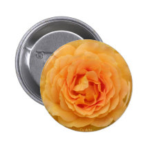 Rosa dourado cor-de-rosa do papel botons
