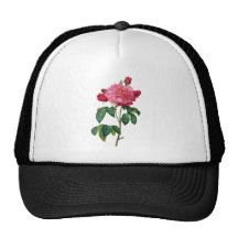 Rosa Gallica - rosa vermelha por Redoute Bonés