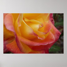 Rosa Peachy Impressão