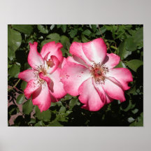 Rosa Posteres