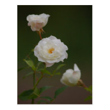 Rosas - cartão cartao postal