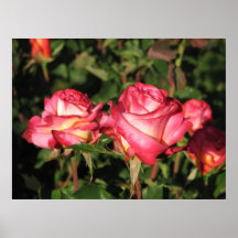 Rosas de chá híbridos 045 de Granada Impressão