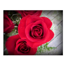 Rosas do verão cartao postal