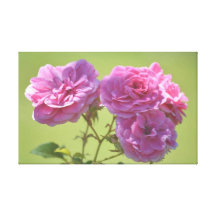 Rosas elegantes cor-de-rosa impressão de canvas esticada