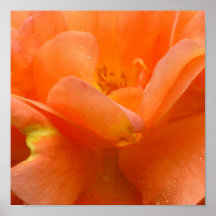 Rosas Posters