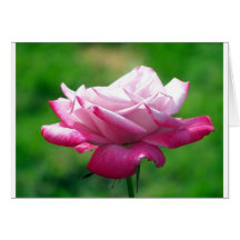 Rose#3 vermelho cartao