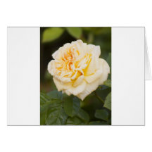 rose.jpg branco cartoes