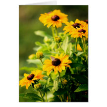 Rudbeckia Cartão