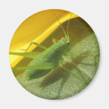 Saltamontes Iman De Nevera