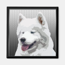 Samoyed Imas