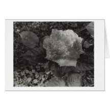 sandwhichedflower cartao