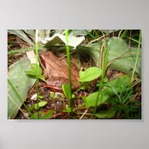 Sapo da natureza impressão