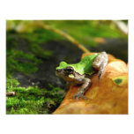 Sapo de árvore Pássaro-Expresso Foto