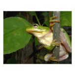 Sapo de árvore verde foto artes