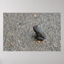 Sapo Impressão