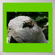 sapo na rocha poster