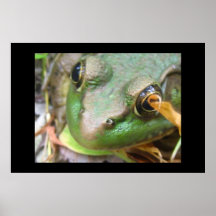 Sapo Poster