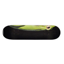 Sapo verde do sapo anfíbio na parede skate