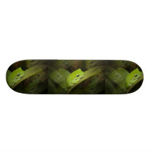 Sapo verde em um skate