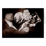 Seashells Cartao