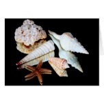 Seashells refletidos cartoes