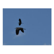 Seja forte - Egrets em vôo Cartão Postal
