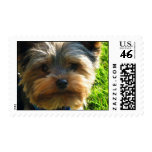 Selo do cão do yorkshire terrier
