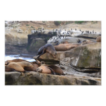 Selos nos penhascos impressão fotográficas