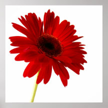 senhora no vermelho posters