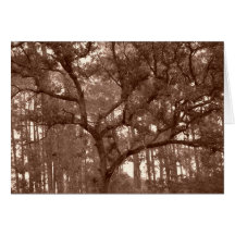 SEPIA DE LIVE OAK CARTÕES