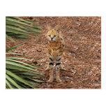 serval 046 cartoes postais