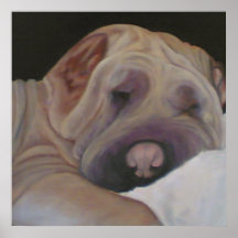 Shar-pei Posteres