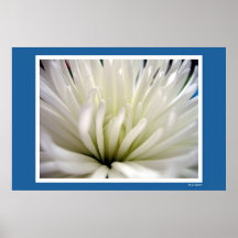 Shyness branco poster