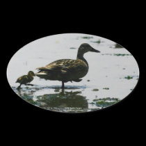 Siga o líder - etiqueta do pato e do patinho do Ma autocolantes
