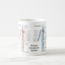 Sistema circulatório humano das artérias e das vei caneca