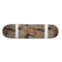 Skate australiano do Capybara