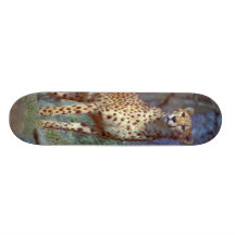 Skate da chita