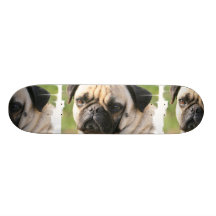 Skate da raça do cão do Pug