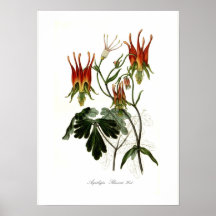 Skinneri de Aquilegia Impressão