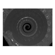 snailshell cartões postais
