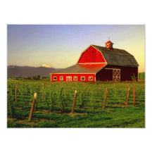 Sol da noite em um celeiro no Skagit de Washington Impressão Fotográfica