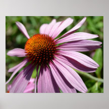Sonhe, inspire, criar o poster do Echinacea