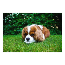 Spaniel de rei Charles descuidado Blenheim na gram Foto