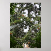 Spiderweb Pôsteres