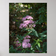 Spirea Posters