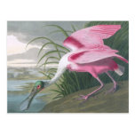 Spoonbill róseo, John James Audubon Cartao Postal