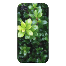 Sprout verde