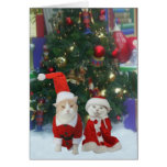 Sr. & Sra. Gatinho Garra Cartoes